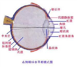 瞳仁