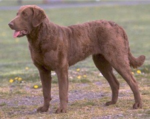 切薩皮克灣尋獵犬