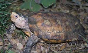 蘇拉威西地龜