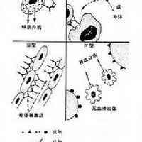 皮嵴