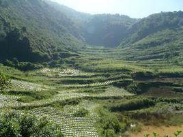 小尖山村[雲南省紅河州石屏縣牛街鎮小尖山村]