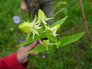 花錨