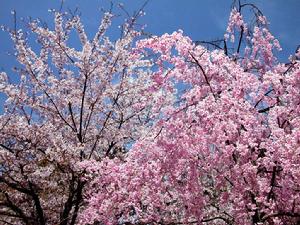 （圖）花季游