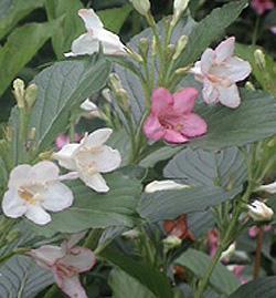 錦帶花屬