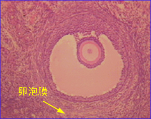 次甲氯地孕酮