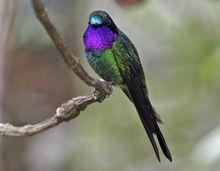 紫喉領蜂鳥