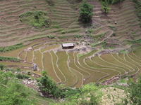 邦卡村稻田