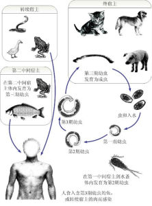 皮膚齶口線蟲病