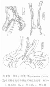 似血矛線蟲