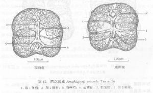 圓雙籃蟲