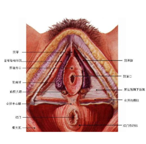 前庭大腺