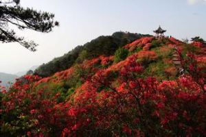 滿山遍野