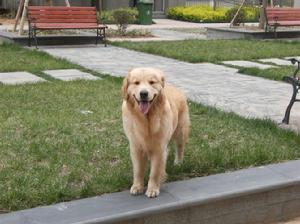 Golden Retriever