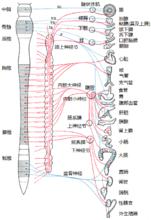 紅色部分為交感神經，藍色部分為副交感神經