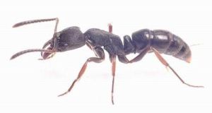 雙刺猛蟻屬