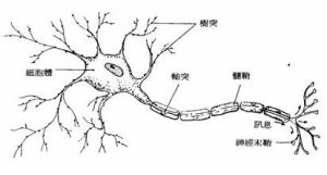 神經元[生物細胞]