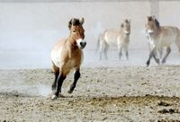 飼養的野馬