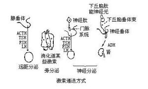 局部激素