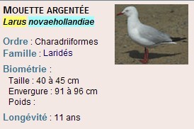 澳洲銀鷗 Larus novaehollandiae17