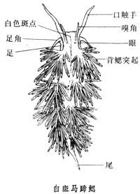 蓑海牛屬