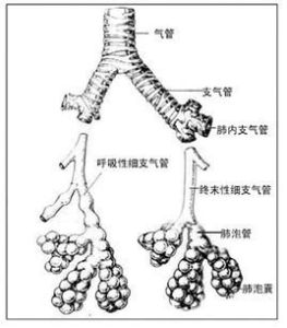 終末細支氣管