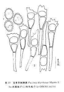 龍常草柄鏽菌