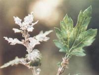 藥用植物菊花花葉病毒病