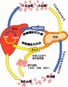 乳酸酸中毒