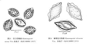 橄欖色層腹菌