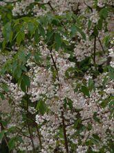 膀胱果花序(圖1)