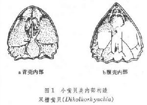 小嘴貝目（化石）