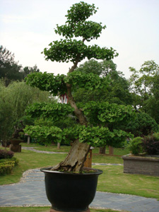 鮑家花園