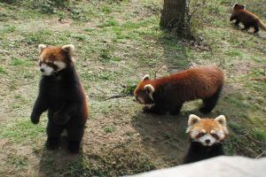 貴陽森林野生動物園