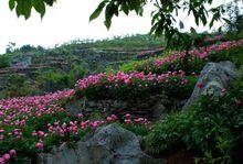 丫山花海石林