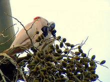 鮭色鳳頭鸚鵡（圖7）