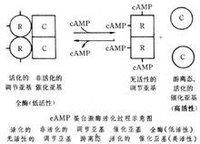 蛋白激酶圖示