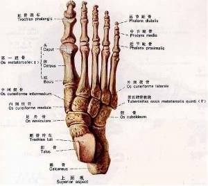 足舟骨骨折