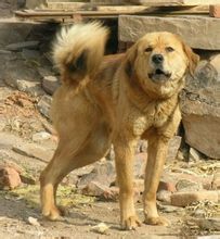 東北獵犬