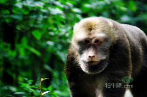 牯牛降首次發現的國家二級保護動物——黃山短尾猴