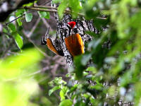 大金背啄木鳥雲南亞種
