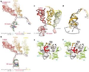 tRNAmRNA