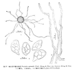 褐絲淫羊藿白粉菌