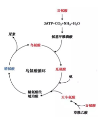 第三代養生茶