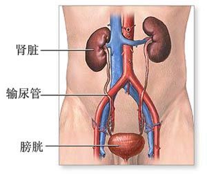 老年人腎功能衰竭