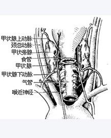 亞臨床甲狀腺功能亢進