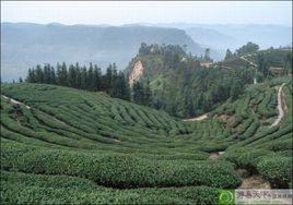 黃蜂窩茶山旅遊區