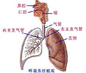 呼吸系統概觀