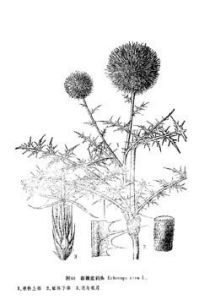 Echinops sphaerocephalus