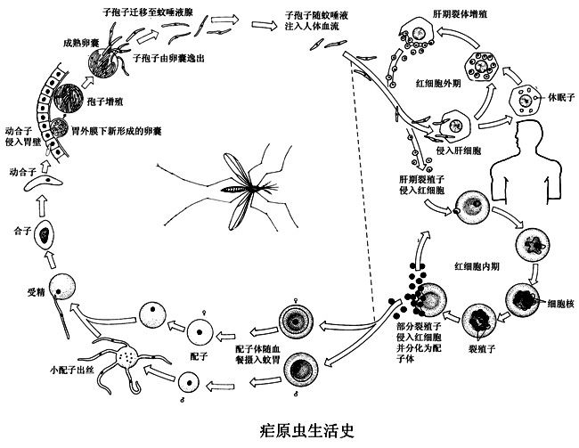 瘧原蟲生活史