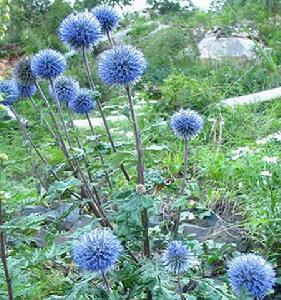 Echinops sphaerocephalus